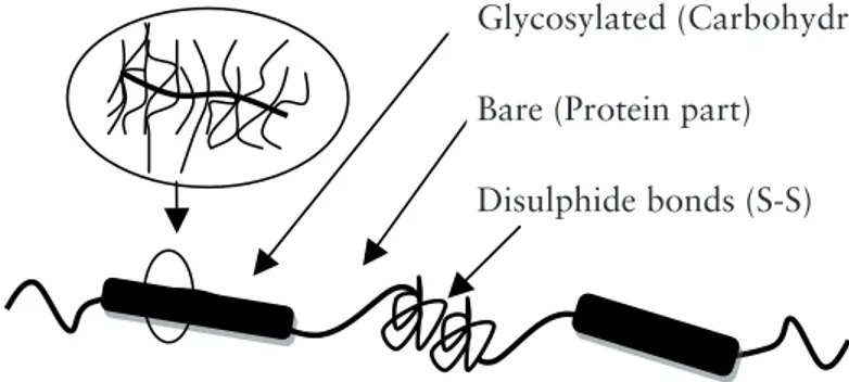 Figure 1.1  Schematic illustration of a bottlebrush mucin molecule 7 .