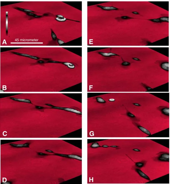 Fig. 6. MCF10A breast cells were captured every five minutes using digital holography