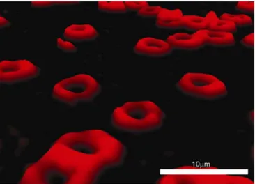 Fig. 7. Healthy, fresh human erythrocytes as captured using digital holographic microscopy