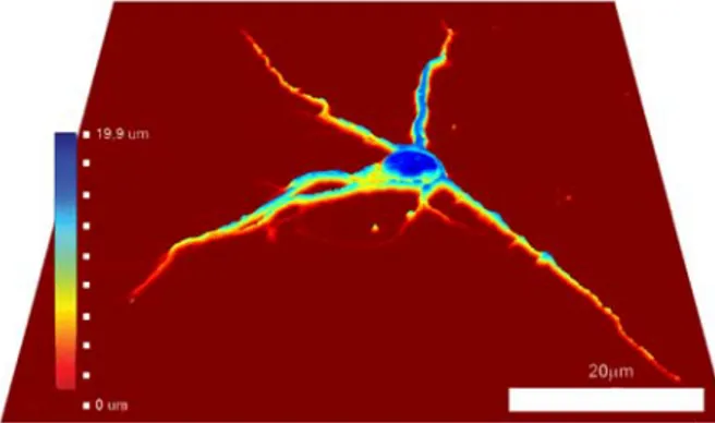 Fig. 2. A nerve cell captured using digital holographic microscopy. The protrusions are clearly  seen