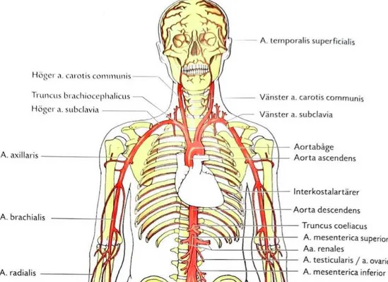 Figur 1. Bilden visar arteria subclavia och arteria brachialis, för både vänster och höger  sidan av kroppen