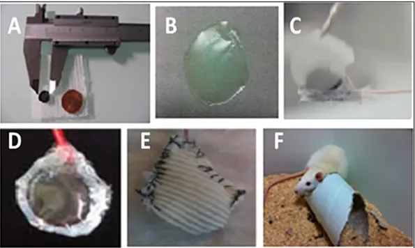 Fig. 5. Chit-MWCNT-laccase electrode, (B) Plastic chitosan-based ﬁlm, (C) Film coating of the surface of the electrode, (D) Chit-MWCNT-laccase electrode coated with the chitosan ﬁlm, (E) implantable electrode inside a Dacron bag, (F) Rat with implanted bio