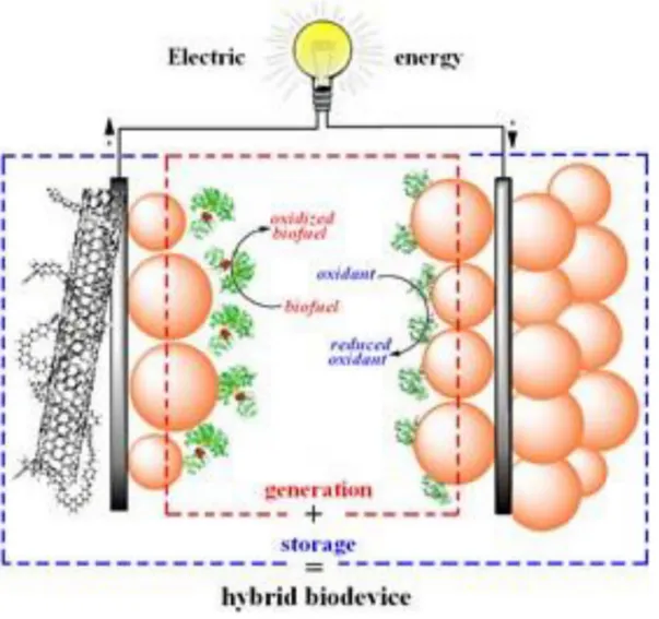 Fig. 6. Schematic illustration of an enzymatic hybrid electric power biodevice. Adapted from [50] with permission