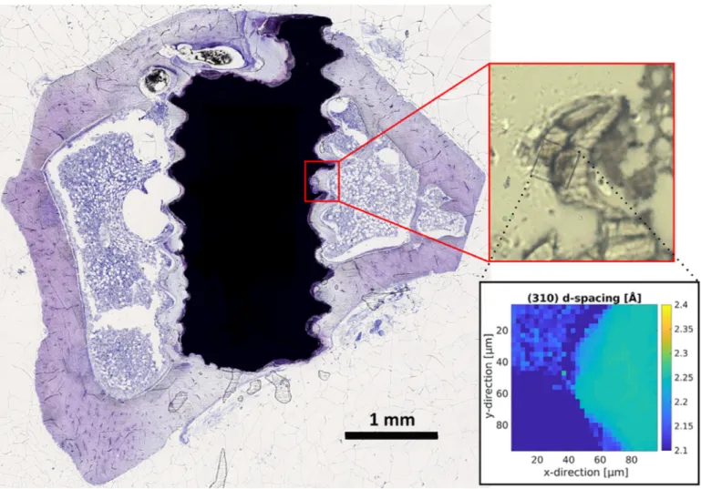 Fig. 1. Exemplary histological thin section of a Mg–5Gd implant after 12 weeks of healing time stained with toluidine blue