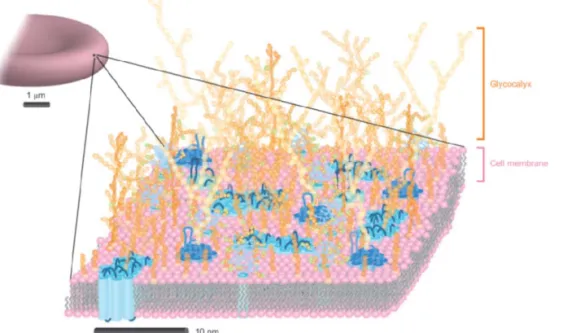 Figure 1. Cartoon illustration of a red blood cell surface. The lipids, proteins and carbohydrates are coloured pink, blue and orange respectively