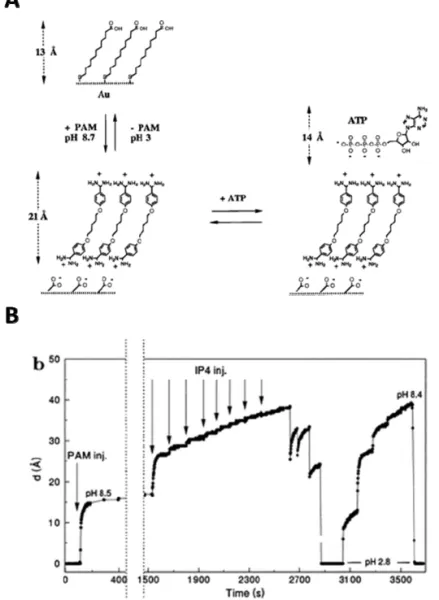 Figure 6. A. Schematic illustration of reversible assembly of bisbenzamidine rSAMs on 11-mercaptoundecanoic acid (MUA) modified gold for recognition of inositol tetraphosphate (IP4)