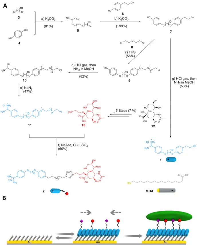 Figure 1. (A) Synthetic pathway of OH-terminated amphiphile 1 and sialic acid terminated amphiphile 2 and (B) use of 1 and 2 to form an adaptable rSAM