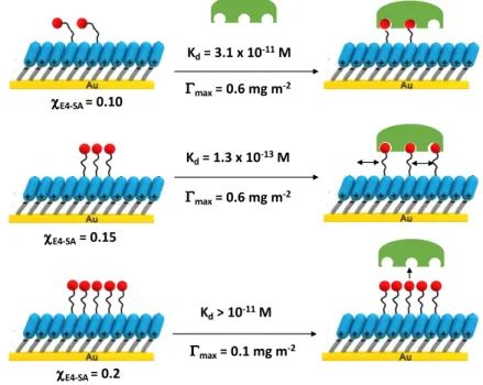 Figure  5.  Sialic  acid  density  effect  on  binding  affinity  of  HA.  Schematic  illustration  of  proposed mechanisms for binding