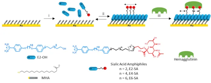 Figure 1. Schematic illustration of preparation and evaluation of sialic acid-functionalized  mixed  reversible  self-assembled  monolayers  (rSAMs)