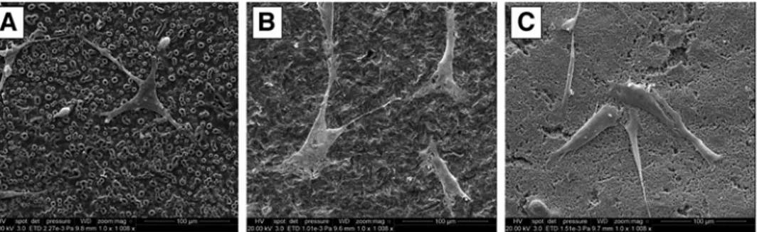FIG. 3. Scanning electron micrographs of primary human alveolar bone osteoblasts (PHABO) incubated for 24 h on bioactivated TiUnite (A), Zit-Z (B) and ZircaPore (C) implant surfaces