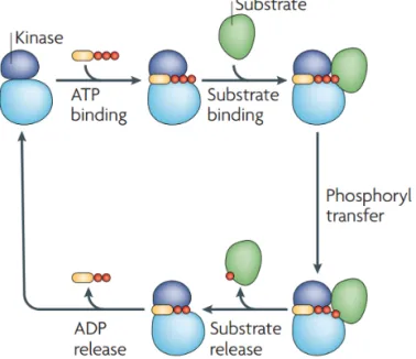 Figure 2. Protein phosphorylation cycle catalyzed by a kinase. Reproduced from  Ubersax and Ferrell 12  with permission from Nature Publishing Group.