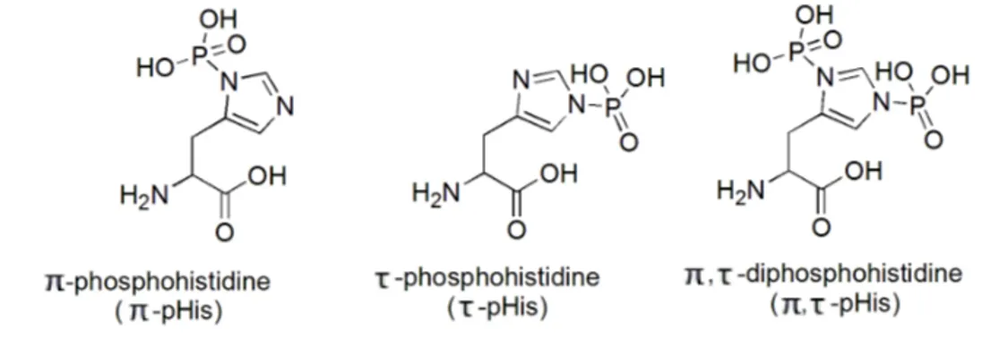 Figure  3. Structures of  π-phosphohistidine,  τ-phosphohistidine  and  π,  τ- τ-diphosphohistidine