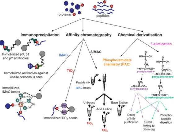 Figure  5. Analytical strategies for phosphoprotein and phosphopeptide enrich- enrich-ment