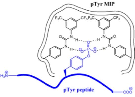 Figure  9. Schematic representation of  interactions between tyrosine phosphory- phosphory-lated peptide and phosphotyrosine imprinted polymer (pTyr MIP)