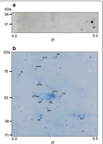 Figure 5 Surface proteins identified in biofilm cells of L. fermentum. (a) Western blotting of two-dimensional electrophoresis (2DE) of surface proteins