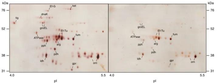 Figure 6 Two-dimensional gel-electrophoresis of surface proteins from Lactobacillus fermentum