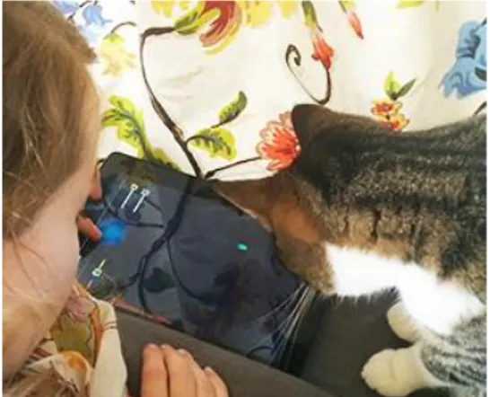 Figure 1: human and cat playing together with Felino.  As  human  developers,  we  tried  to  design  a  game  that  adheres  to  the  sensory  perceptions  and  playful  behaviour  of  the  cat