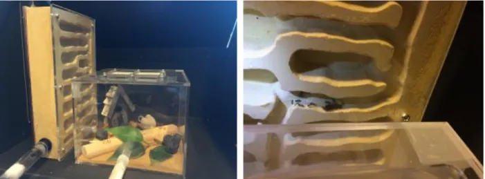 Figure 3: the confined living environment  of the ants (left  image) consisted  of a plastered nest with different  chambers and an outside area made of transparent Plexiglass where the ants gather resources and bring out  garbage  from  their  nest