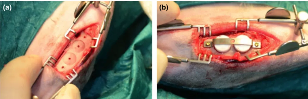 Fig. 1. (a) The prepared implant site in the rabbit tibia. (b) The discs are covered with polytetrafluoroethylene caps and secured by a titanium band.