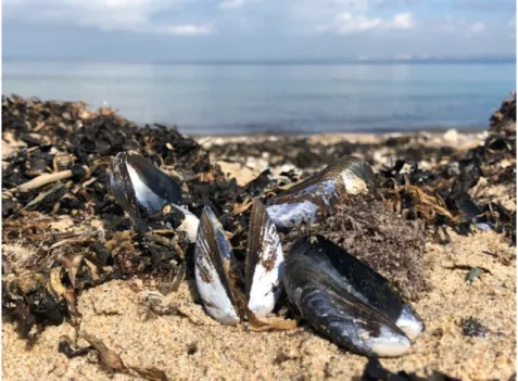 Figur 1: Fotografi av musslor på stranden, Hven (Foto: Andersson, 2020).    