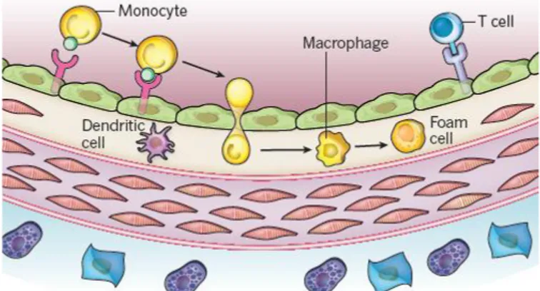 Figur 1 Monocyter differentieras till makrofager, endocyterar oxLDL  och transformeras till skumceller