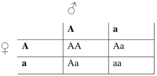 Figur 3.1. Korsningsschema. Normalt används  bokstavskombinationerna som ovan: stor bokstav  representerar en dominant allel medan liten  bokstav representerar en recessiv allel
