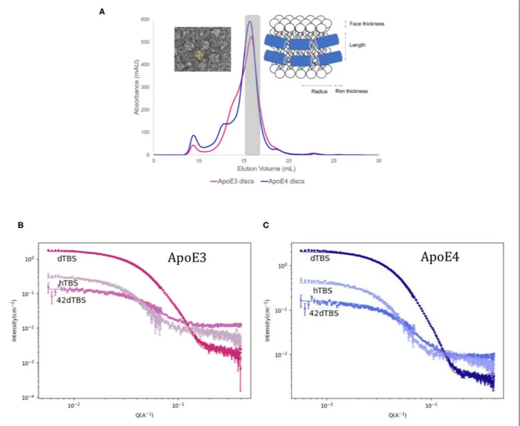 FIGURE 3 | Size exclusion chromatograms for ApoE3 and ApoE4 discs with inset of model used for fitting and negative stained TEM images for ApoE3-rHDL (A) SANS data and best fits in three contrasts for the ApoE3- (B) and ApoE4-rHDL (C) measured at 25 ◦ C in