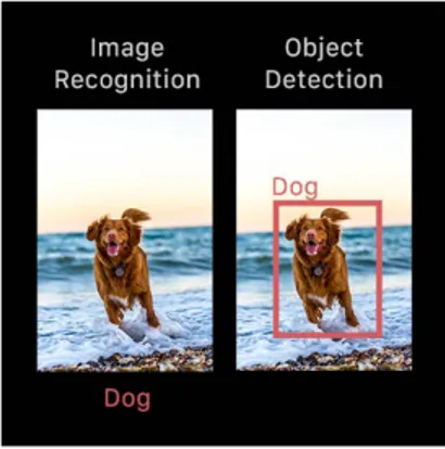 Figure 1: The lines around the dog is a boundary box.