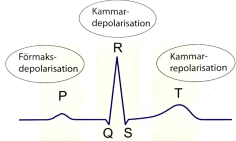 Figur 1: Figuren visar EKG-komplexets tre komponenter; P-vågen som visar  förmaksdepolarisationen, QRS-komplex som visar kammardepolarisationen och  T-vågen som visar kammarrepolarisationen [7]