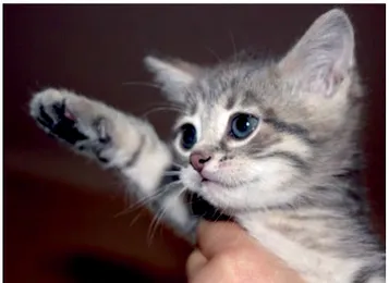 Figure 4  Hitler-saluting kitten