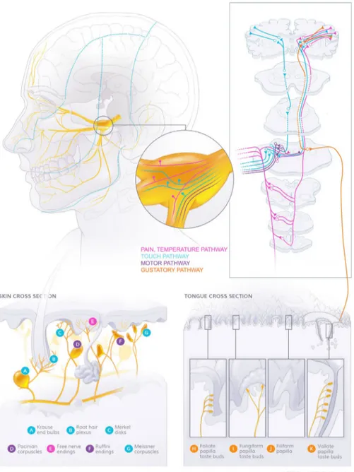 FIGURE 1  Trigeminal sensory and motor pathways. Sensory input from the orofacial area is carried through the trigeminal ganglion toward  the trigeminal nuclei