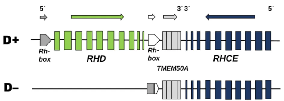 Figur 1. Generna RHD och RHCE med 10 exon vardera på kromosom 1 hos en typisk D- D-positiv (överst) och D-negativ (nederst) fenotyp