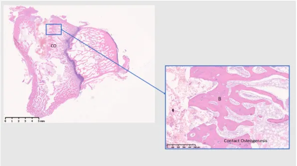 Figure 11. Histological analysis of Ti 28 (days). CO: contact osteogenesis. B: Bone. Formation of  mature bone within the implant threads