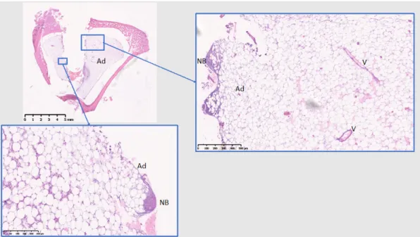 Figure 13. Histological analysis of PEEK (28 days). Ad: Adipose tissue; V: blood vessels; NB: New  bone