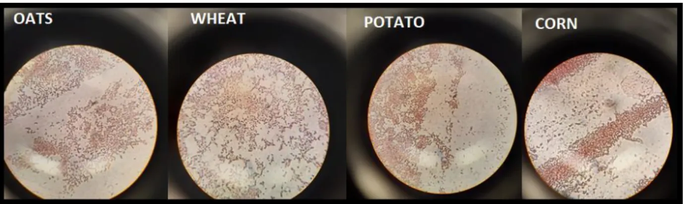 Figure 2:  Light microscopy photographs of gram staining of  colonies from oat, wheat, potato starch, and corn  starch fermentation product