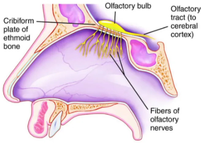 Figure	
  2.	
  Representation	
  of	
  the	
  human	
  olfactory	
  system,	
  University	
  of	
  Delaware.	
  