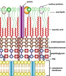 Figur 1. Schematisk bild över uppbyggnaden av mykobakteriens cellvägg [3]. 