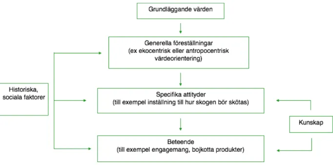 Figur 3. Modell value belief approach över hur värderingar hänger ihop med attityder och beteende enligt  McFarlane och Boxall (2003)