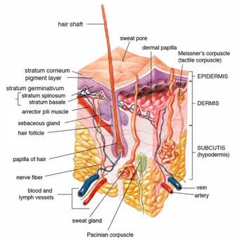 Figure 1 Anatomy of the human skin (source: en.wikipedia.org) 