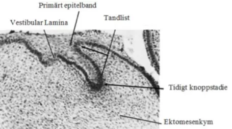 Figur  1.  Det  primära  epitelbandet  växer  ner  i  ektomesenkymet  och  delas  upp  i  en  vestibular  lamina  och  en  tandlist