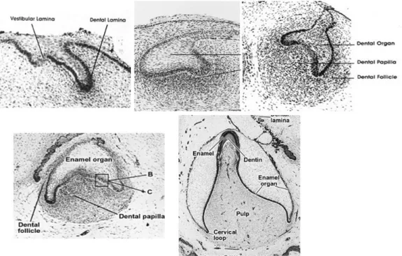 Figur  3.  Histologiska  bilder  över  tandutvecklingen,  från  primärt  epitelband  till  utveckling  under  klockstadiet