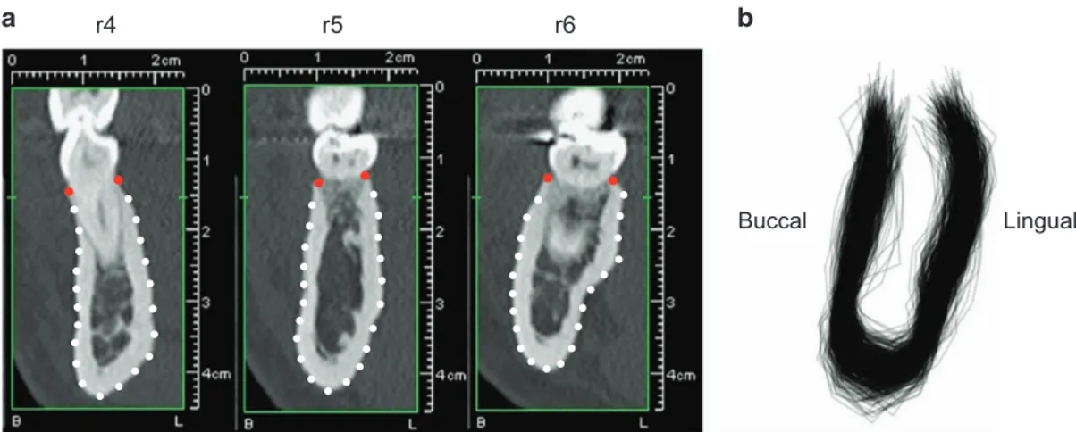 Figure 1 Landmark scheme for the mandibular cross-sections. (a) Cross-sectional computed tomography (CT) reconstructions at the three regions of interest: ﬁrst premolar (r4), second premolar (r5) and ﬁrst molar (r6) with ﬁxed landmarks (red) and semilandma