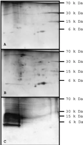 Figure 1. CBB and silver stained 2-DE of pellicles collected in vivo using diﬀerent SDS concentrations