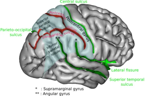 Figur 1. Bilden visar Angular gyrus och Supramarginal gyrus placering i den vänstra  hjärnhalvan nära tinningen (Sebastian023, 2012)