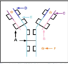 Figur  1  (A)  Disulfidbindningar,  (B)  Lätt  kedja,  konstant  region,  (C)  Lätt  kedja,  variabel  region,  (D) Tung kedja, variabel region, (E) Tung kedja,  konstant region, (F) Antigen-inbindningsställe