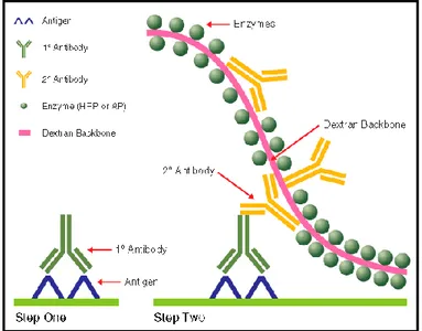 Figur  2.  Tvåstegs  polymermetod  –  EnVision  TM +  [28].  Figuren  visar  antigenet  till  vilken  den  primära  antikroppen  fäster,  och  vidare hur dextranpolymeren med flertalet enzymer och  sekundä-ra antikroppar fäster till den primäsekundä-ra ant