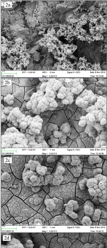 Figure 2. SEM image of a titanium discs after incubation in SBF for 2 weeks (× 5000): (a) B- = uncoated blasted; (b) B = blasted  and laminin coated; (c) AH = alkali heat treated and laminin coated; (d) AO = anodic oxidized and laminin coated; (e) HA =  hy