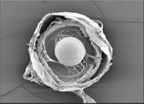 Figure 6 This is the SEM image of a fisheye that was used a psycho- psycho-geographical map