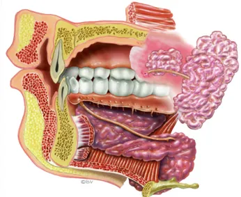 Fig. 1. Schematic picture of major salivary glands.  Illustration: Bo Veisland.