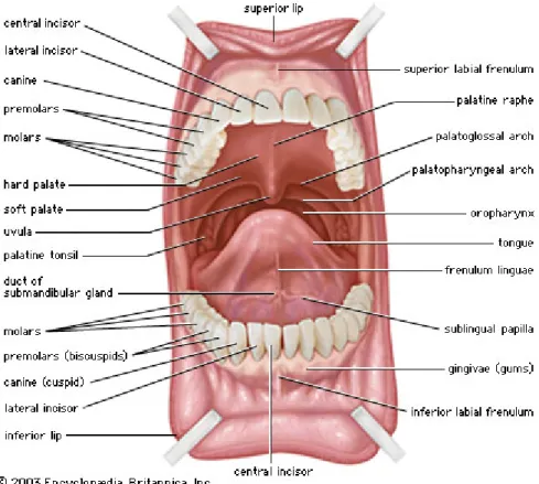 Figure 5. Schematic drawing of the oral cavity [97].  